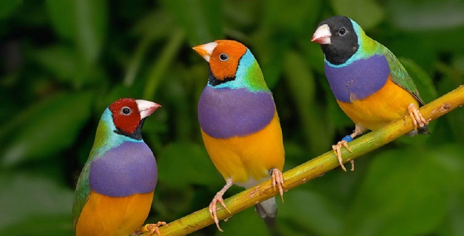 Gouldian Finch