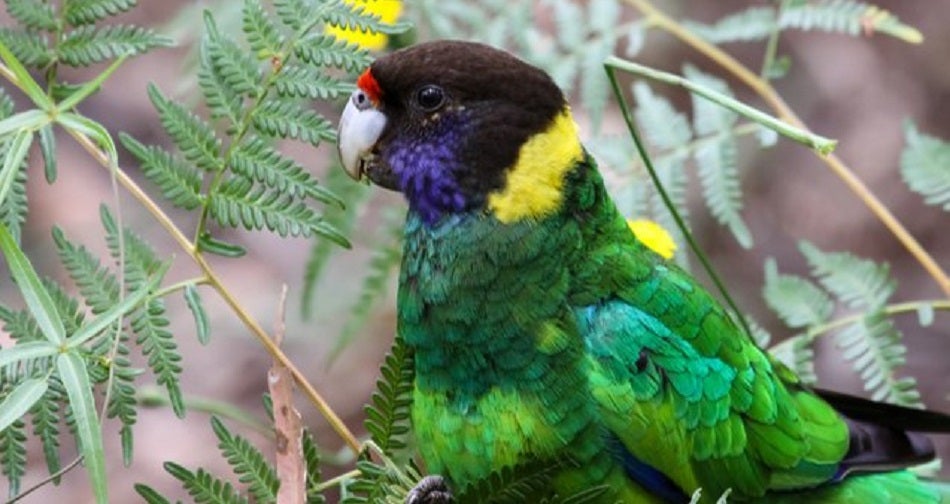 Port Lincoln Parrot