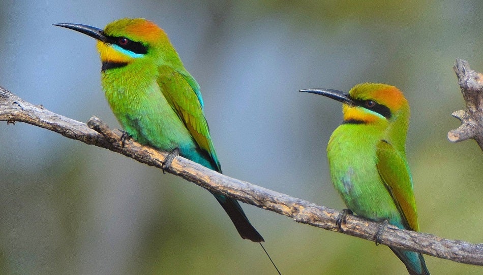 Rainbow Bee-Eater bird