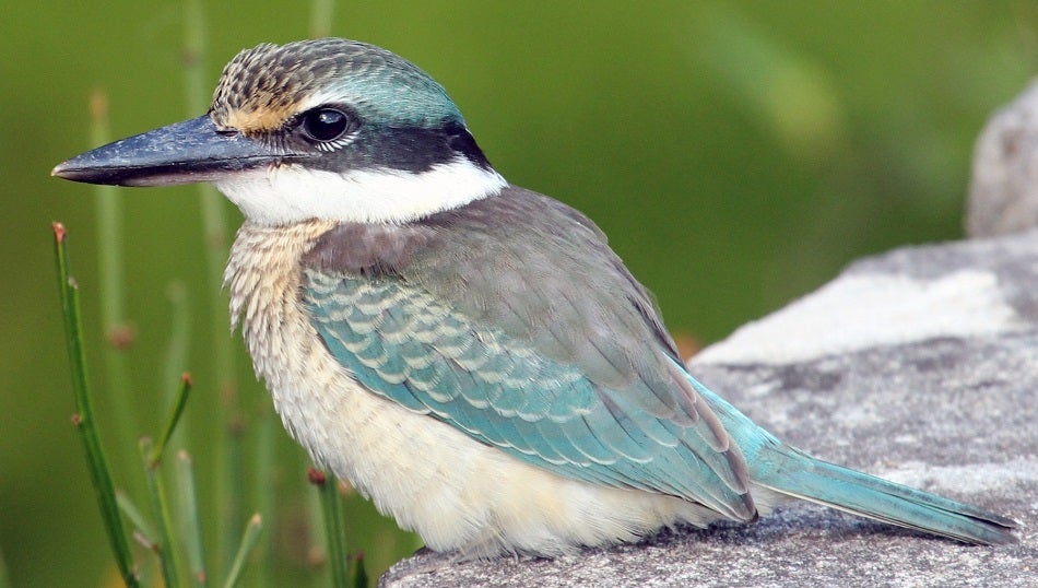 Sacred Kingfisher Bird