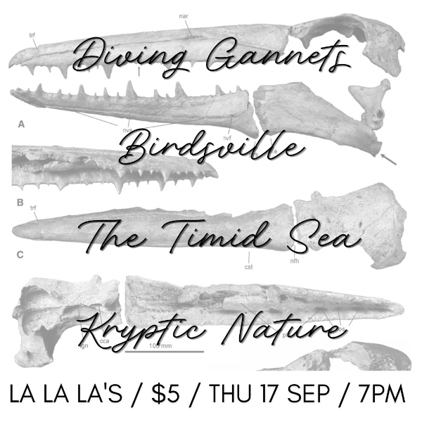Pelagic Ornithology @ La's w/ Diving Gannets // Birdsville // The Timid Sea // Kryptic Nature live at La La La's - Concert poster